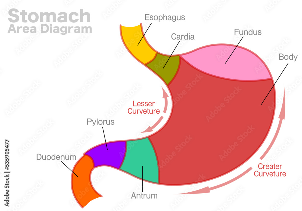 Diagram of stomach anatomy showing key regions and curvatures labeled in English