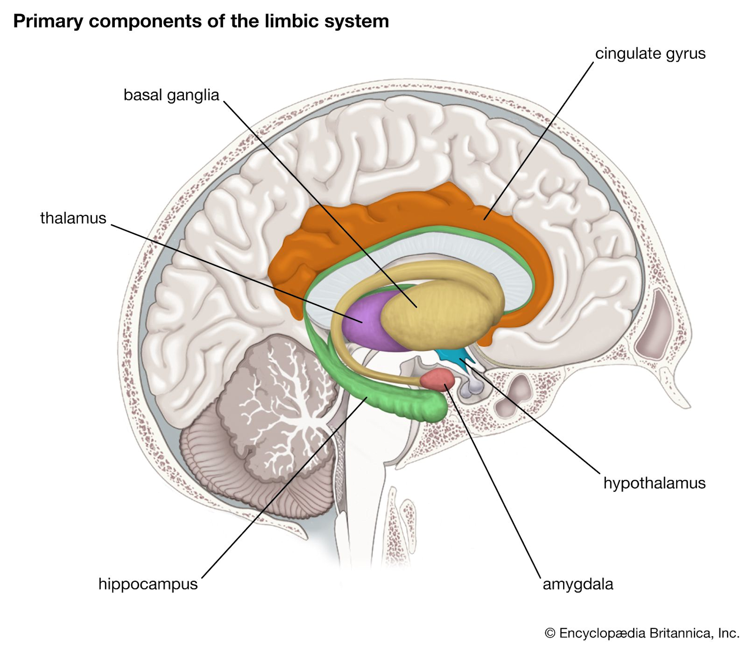 Primary components of the limbic system involved in emotional processing in the human brain.
