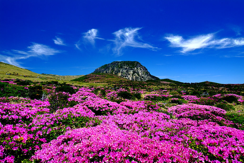 Scenic view of Hallasan mountain with vibrant pink flowers in bloom under a clear blue sky on Jeju Island, South Korea