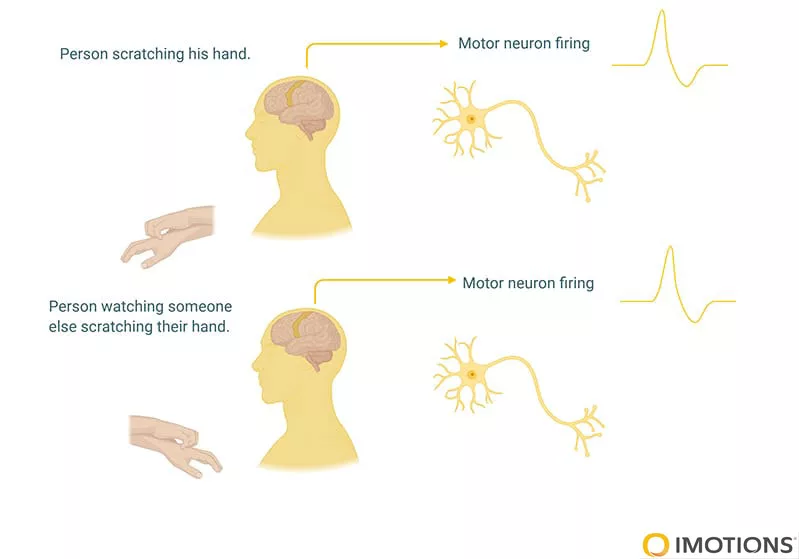 Illustration of motor neuron activity in the brain during self-action and observation of the same action, highlighting mirror neuron function involved in empathy.
