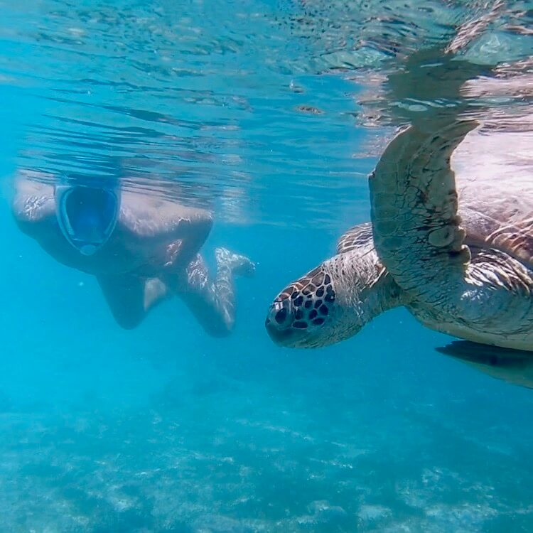 A snorkeler and a green sea turtle swimming together in the crystal-clear waters of Hermitage Lagoon, Reunion Island, showcasing the unique underwater adventure available to families