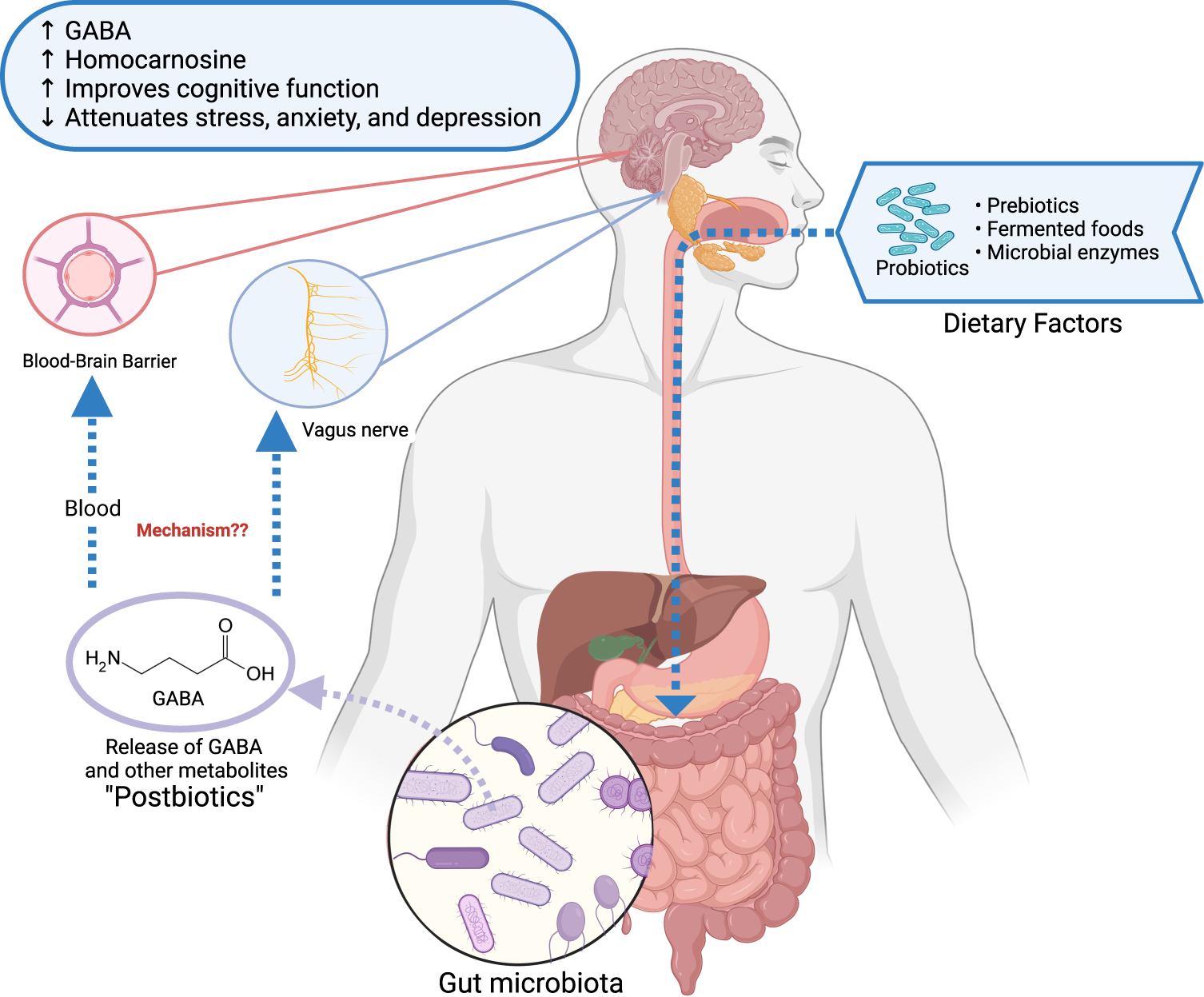 Diagram of gut-brain axis illustrating gut microbiota producing GABA postbiotics influencing brain function and mental health via blood-brain barrier and vagus nerve pathways