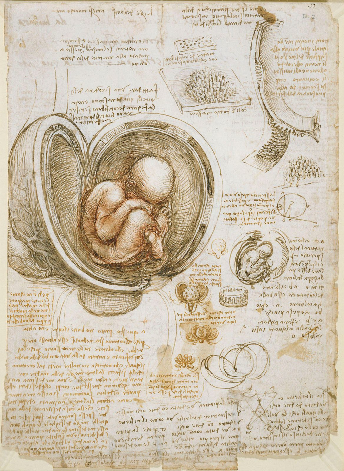 Leonardo da Vinci's detailed anatomical sketch of a fetus in the womb illustrating the foundational role of sketching in art and science