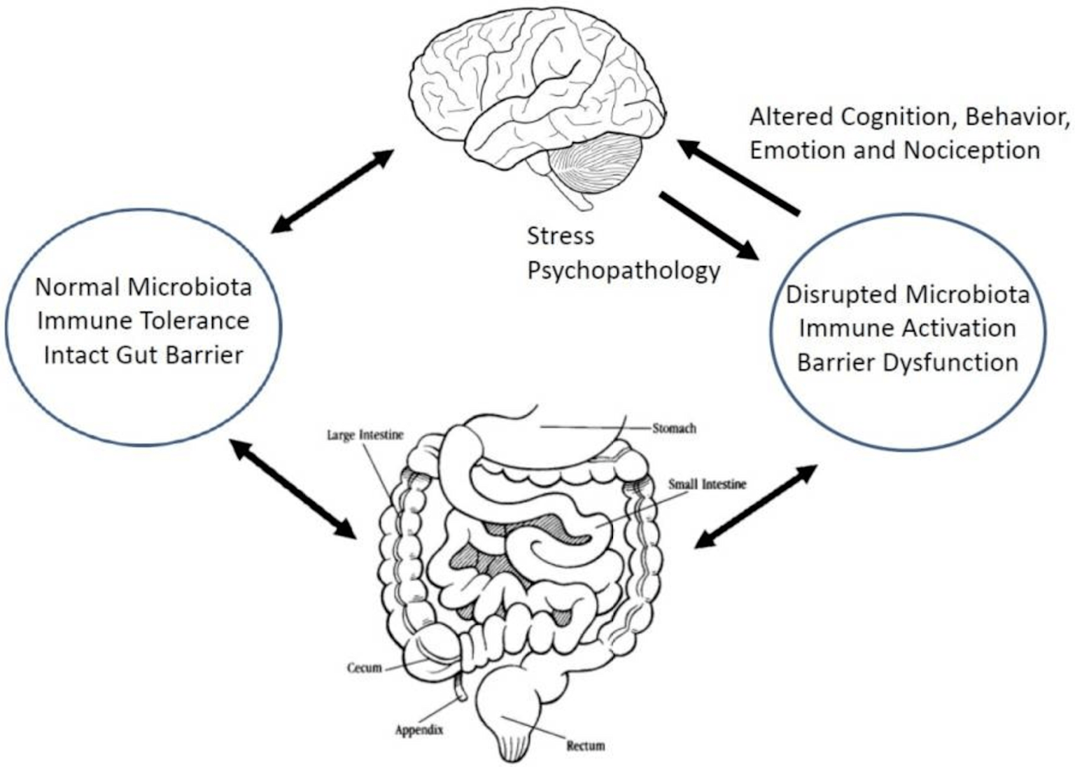 Diagram of the gut-brain axis showing how normal and disrupted gut microbiota influence immune function, gut barrier integrity, and brain stress-related behaviors