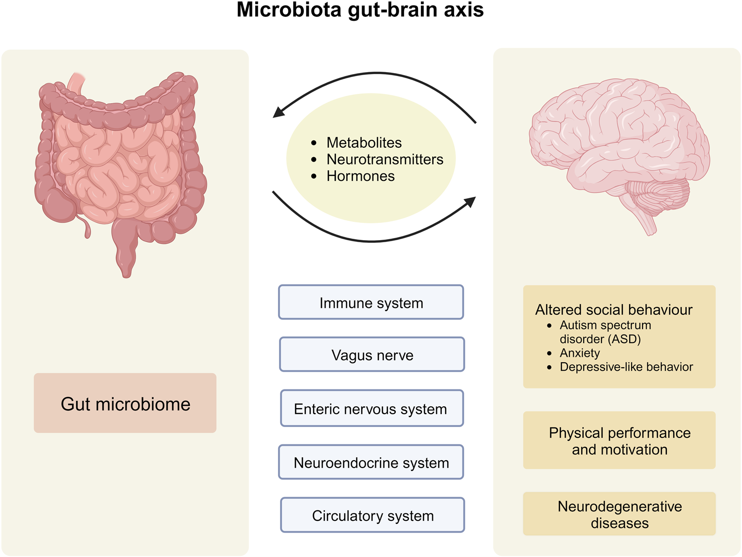 Microbiota gut-brain axis showing interactions between gut microbiome and brain affecting behavior and neurological health