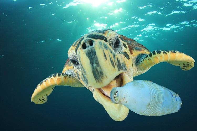Sea turtle with plastic pollution