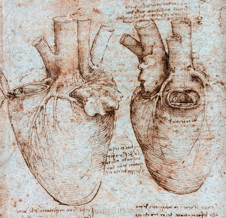 Leonardo da Vinci's anatomical sketches of the human heart illustrating the foundational role of sketching in artistic and scientific understanding