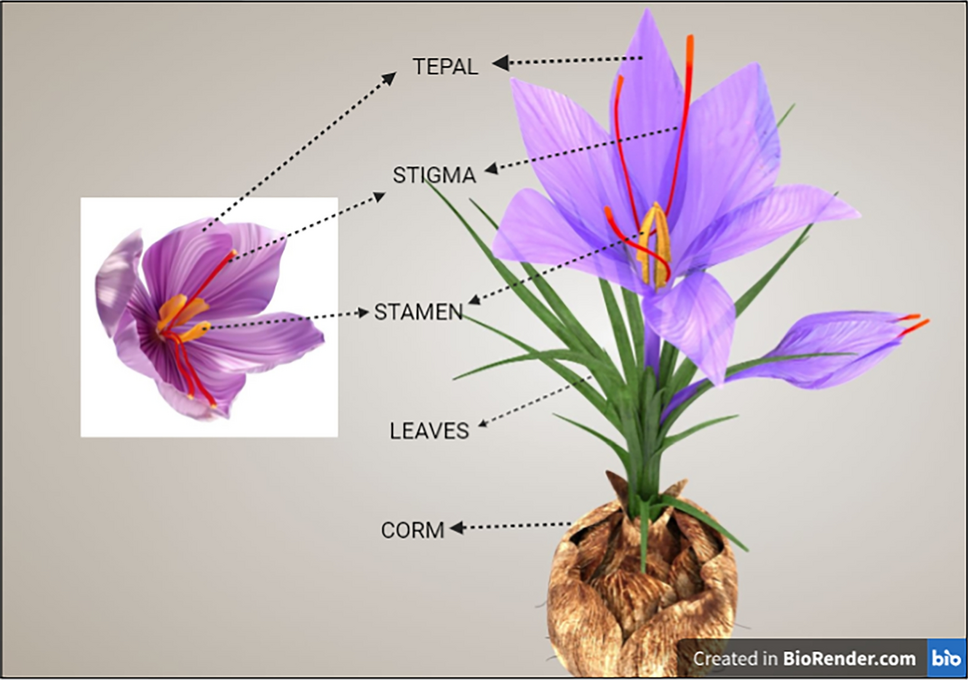 Anatomical diagram of saffron crocus highlighting stigmas, stamens, tepals, leaves, and corm