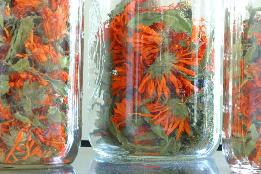 Dried calendula (Calendula officinalis) flowers stored in glass jars, showcasing the preservation of this medicinal herb