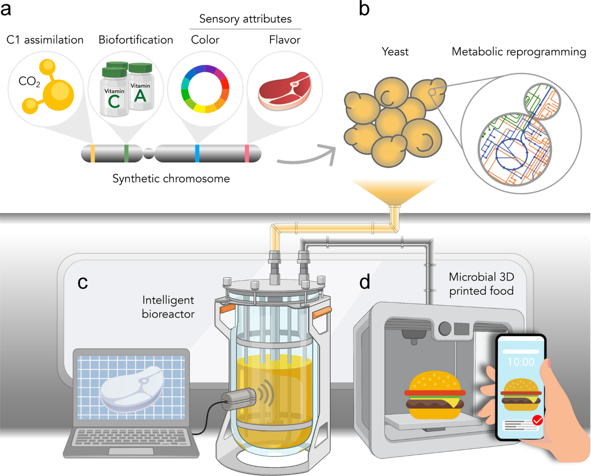 A schematic showing engineered microbes and synthetic chromosomes enabling fermentation in bioreactors and 3D printing of microbial food products like burgers