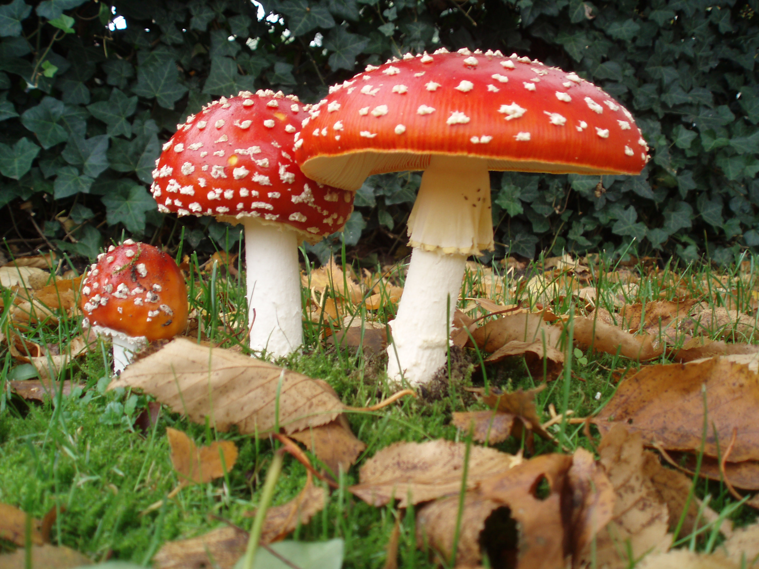 Fresh Amanita muscaria mushrooms growing naturally with red caps and white spots