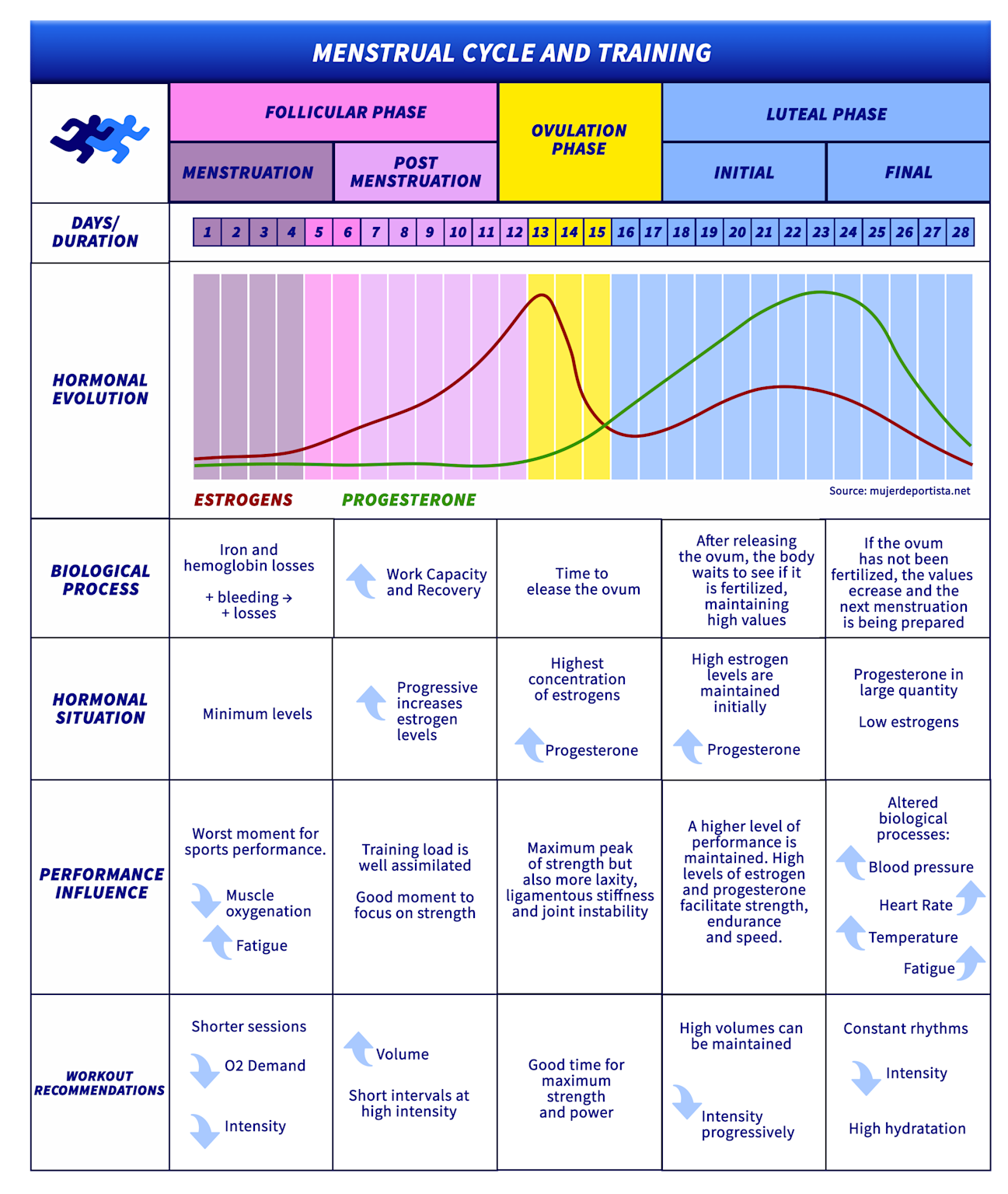 Menstrual cycle phases influence hormonal changes, physical performance, and optimal training strategies for female athletes