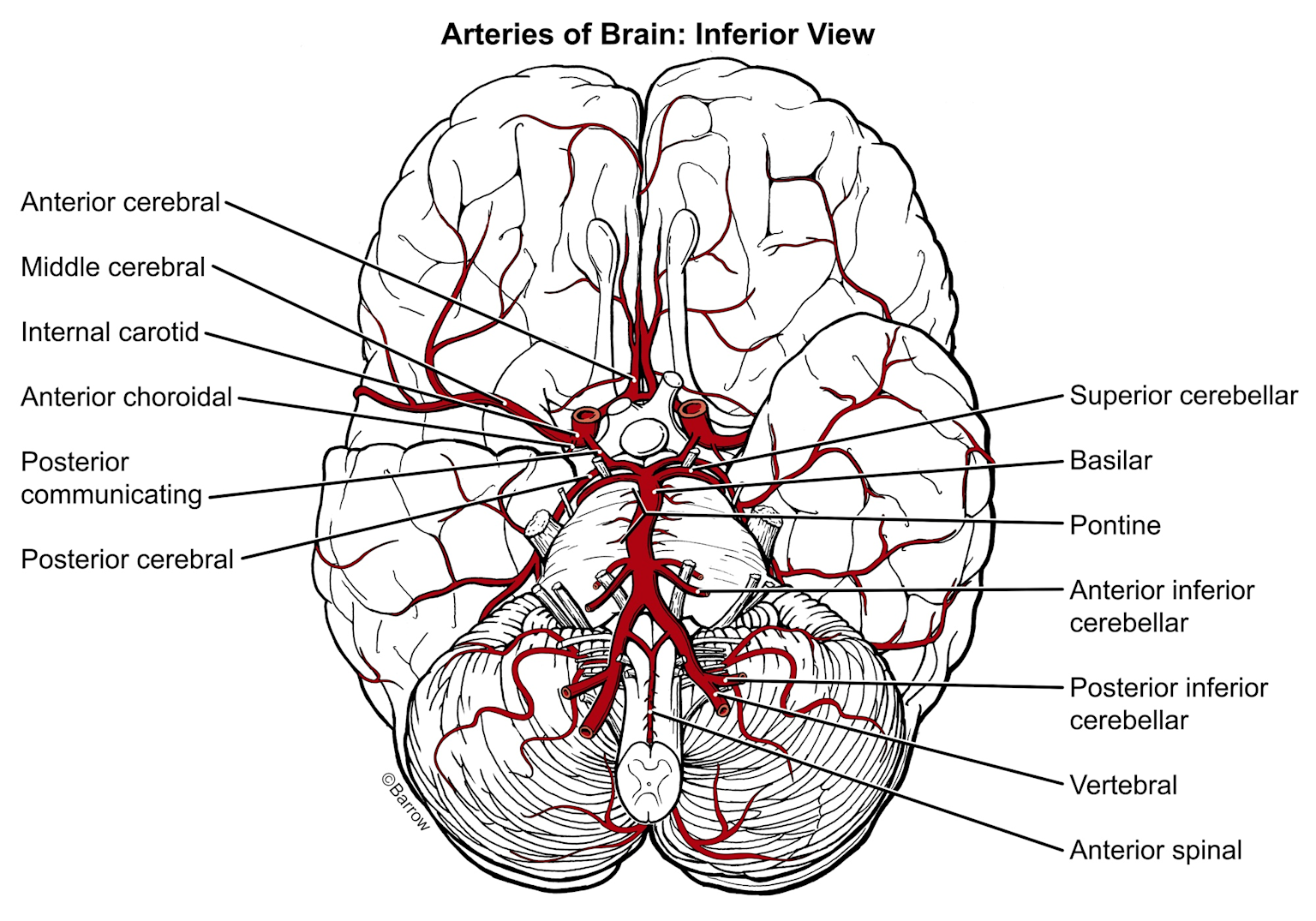 Diagram of brain arteries from an inferior view highlighting key arteries involved in brain aneurysms