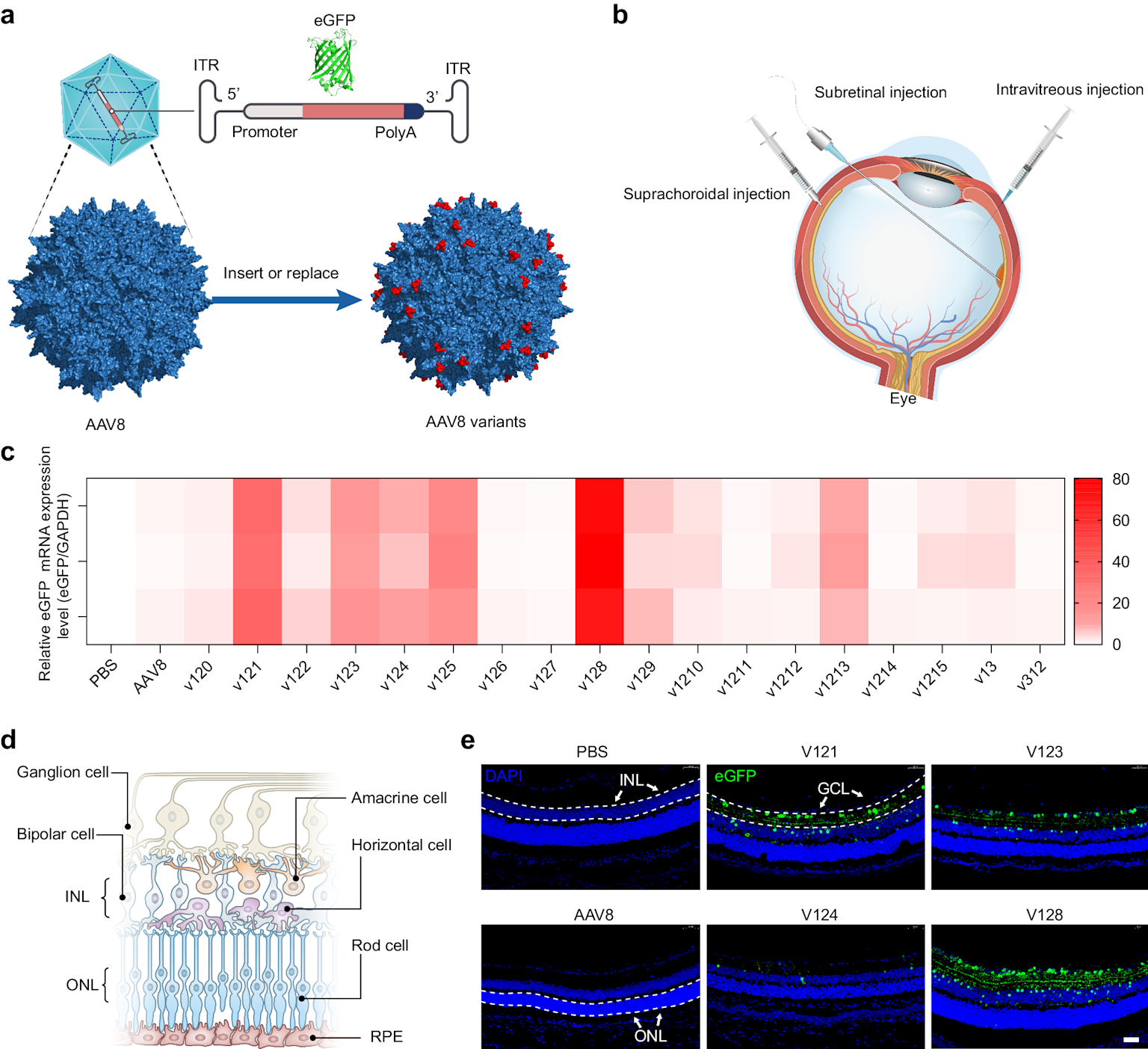 Ingegnerizzazione AAV e iniezione retinica