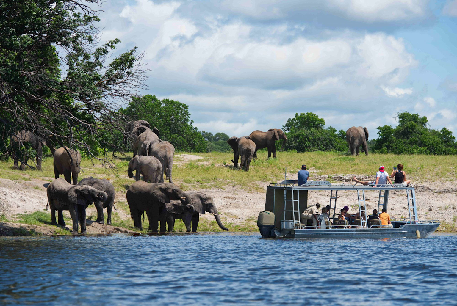 Elephants drinking by the Zambezi River as tourists enjoy a river cruise on the Zambezi Queen II