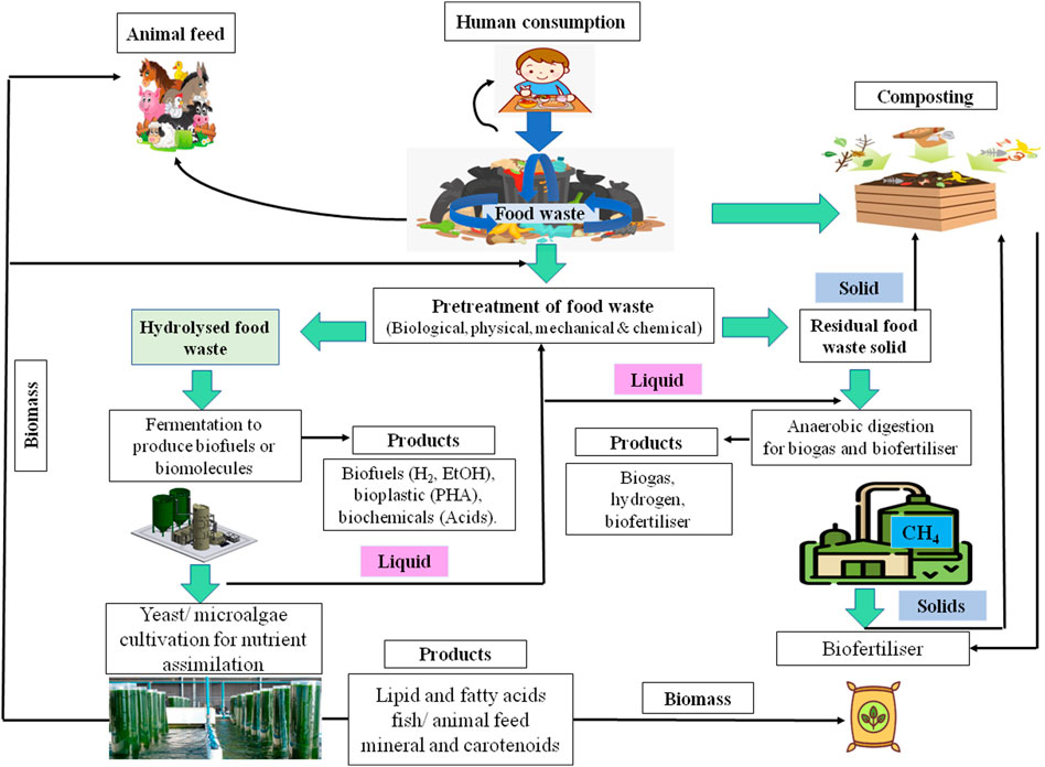 Flowchart illustrating the circular biotechnological conversion of food waste into biofuels, bioplastics, biogas, and biofertilisers within a sustainable food waste valorisation process