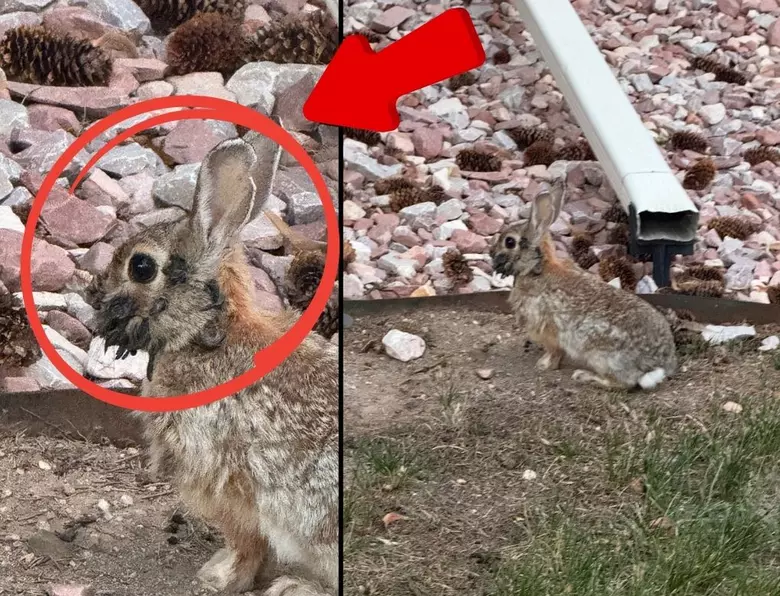 Wild rabbit in Fort Collins showing black horn-like tumor growths caused by Shope papillomavirus