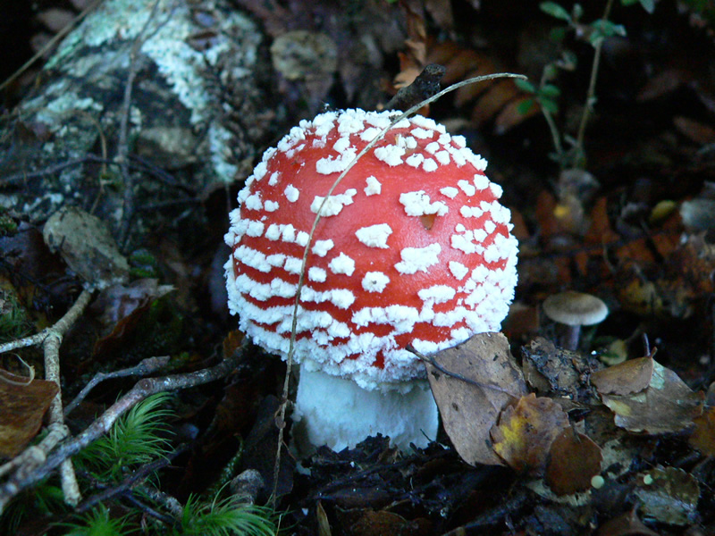 Fly Agaric mushroom with characteristic red cap and white warts growing on the forest floor