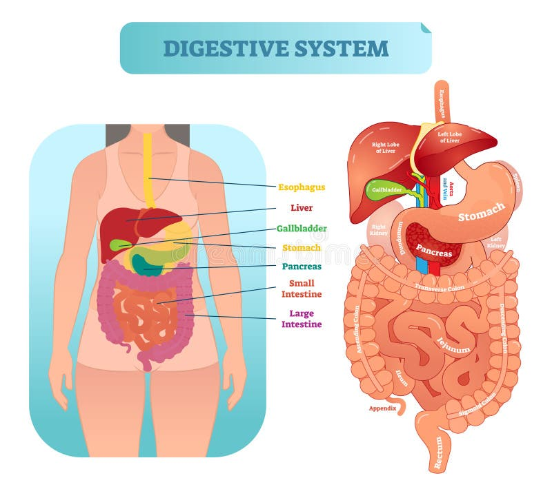 Anatomical illustrations of the human digestive system highlighting major organs and intestinal sections