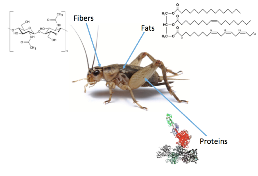Cricket insect with annotated fibers, fats, and proteins illustrating its nutritional components as a sustainable protein source