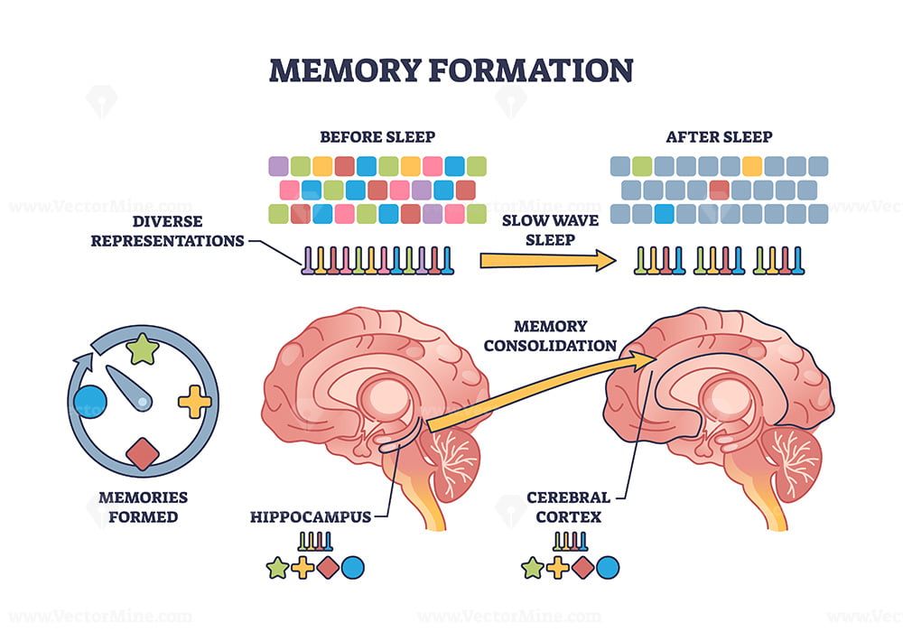 Diagram showing memory formation before and after sleep highlighting hippocampus and cerebral cortex roles in memory consolidation during slow-wave sleep.