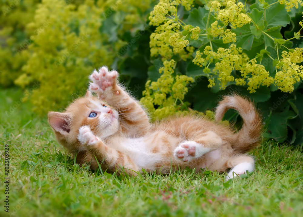 Cat Behavior Decoded