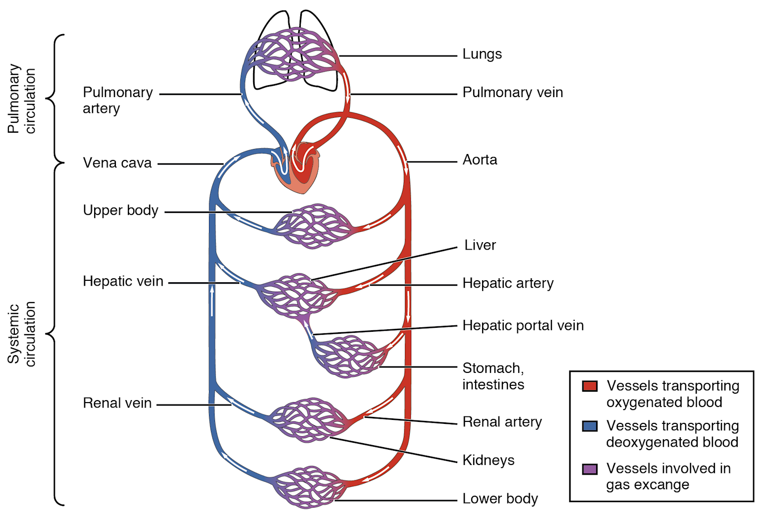 Diagram of blood flow through the heart showing pulmonary and systemic circulation with vessels color-coded by oxygen content
