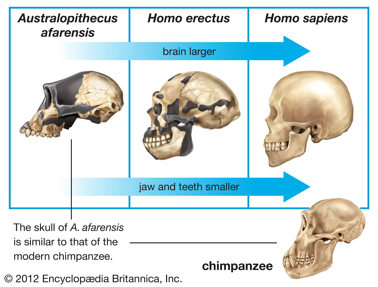 Skulls of Australopithecus afarensis, Homo erectus, and Homo sapiens show evolutionary trends of larger brains and smaller jaws/teeth, highlighting human brain development over time compared to chimpanzees