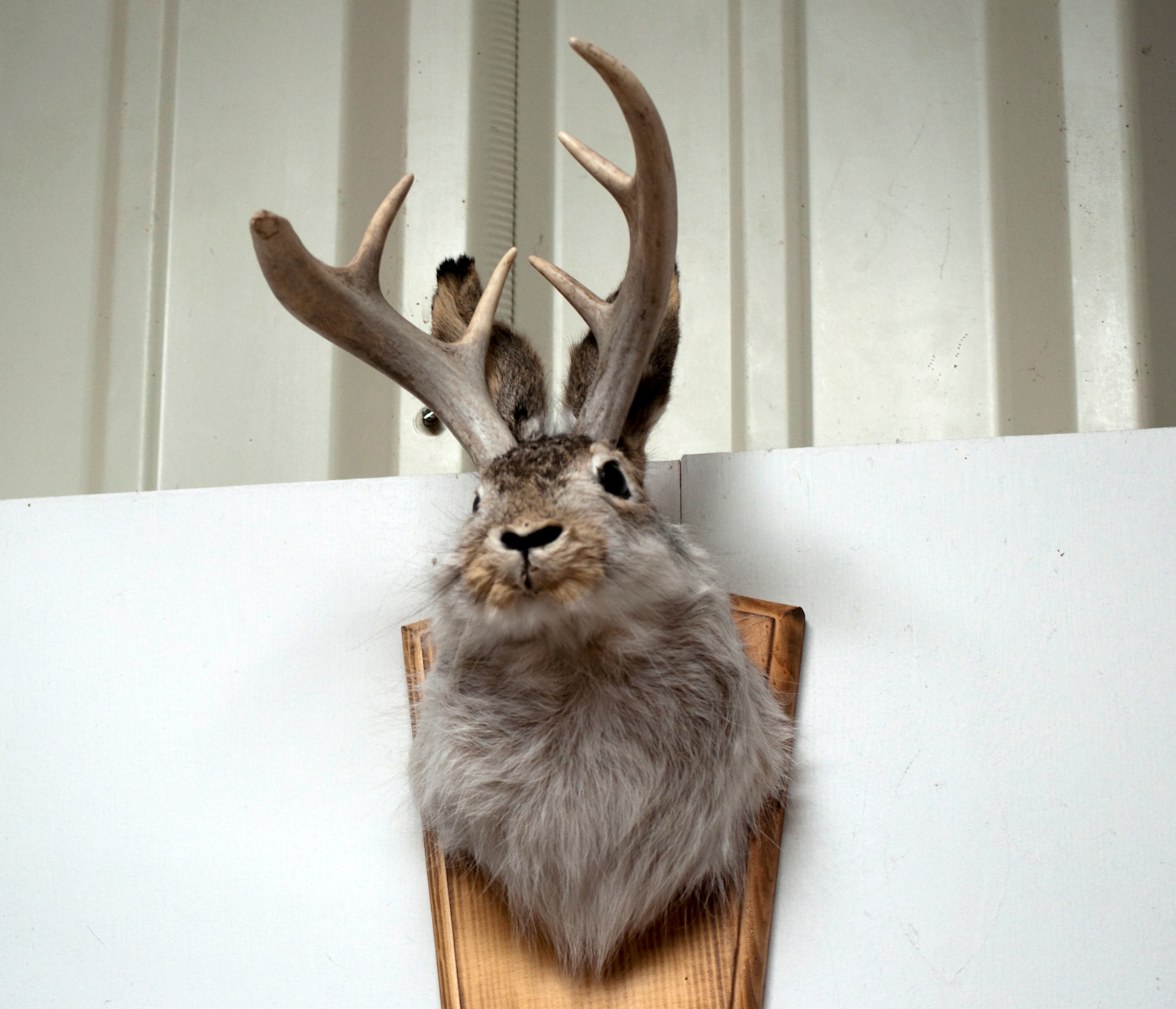 Mounted jackalope head with antelope-like antlers in North American folklore