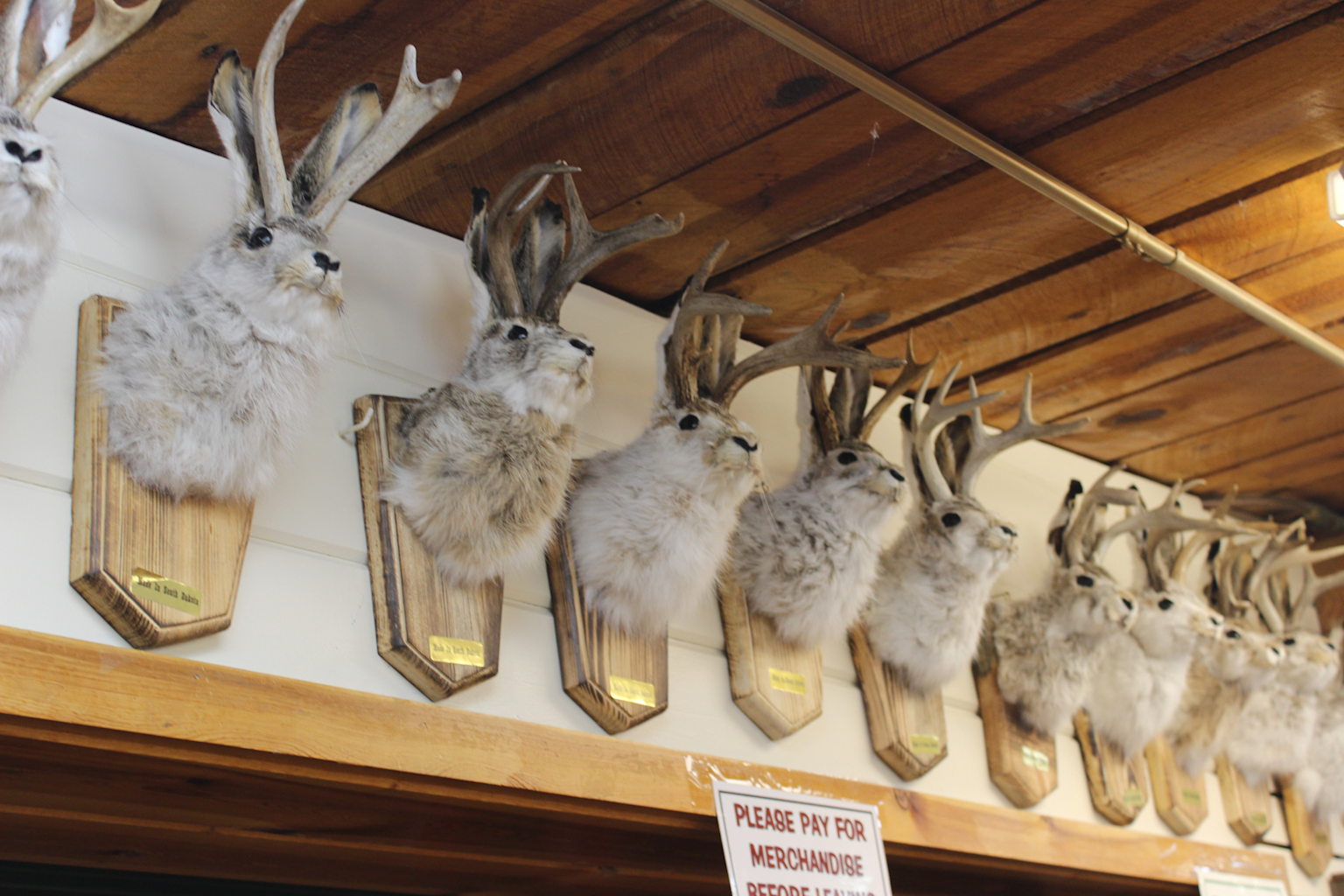 A collection of mounted jackalope heads showing the legendary horned rabbits of North American folklore