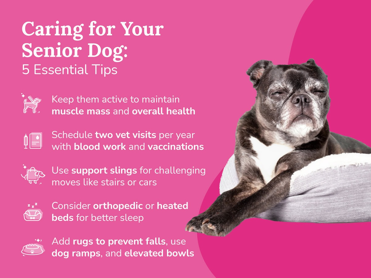 Essential care tips for maintaining the health and mobility of senior dogs