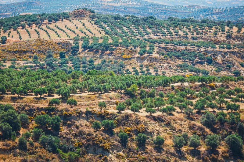 Olive groves and agricultural terraces on Crete Island illustrate traditional rural farming landscapes in Greece