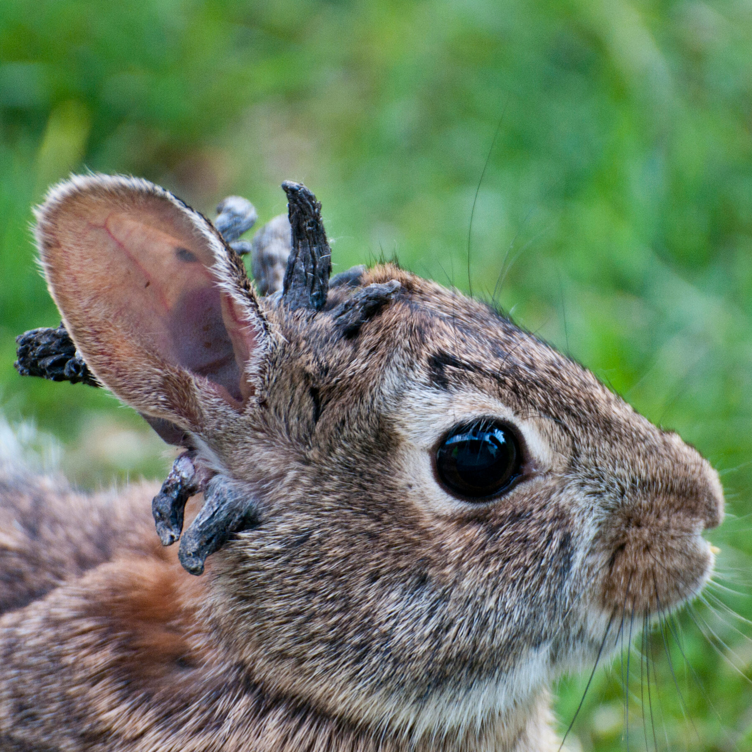 Rabbit in Colorado exhibiting black hornlike growths caused by Shope papillomavirus, also known as the 'zombie rabbit' condition