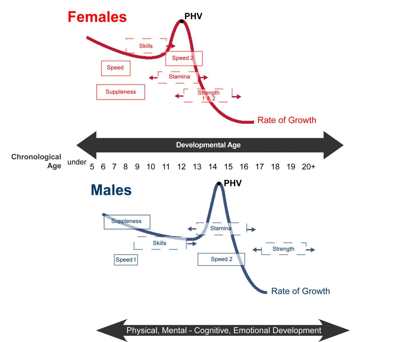 Graphs showing critical periods of physical growth and motor skill development in females and males from childhood to early adulthood, highlighting peak height velocity and related training windows