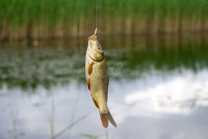 A crucian carp caught on a fishing hook near a lake with reeds in the background