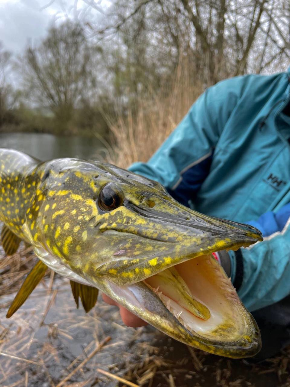 Close-up of a large pike fish being held at a river in Ukraine, illustrating fishing activity