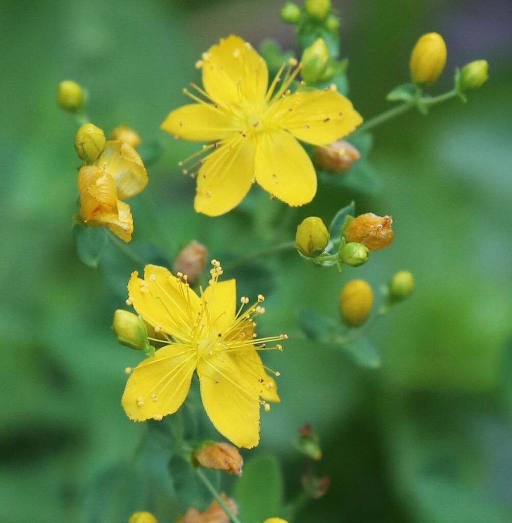 Close-up of St John's Wort yellow flowers, a herb used in depression treatment through phytotherapy