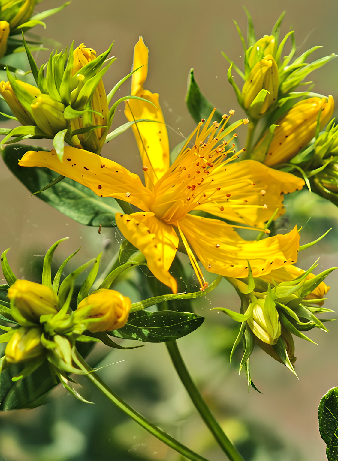 Close-up of Hypericum perforatum (St. John's wort) flowers, a medicinal plant used in herbal depression treatments