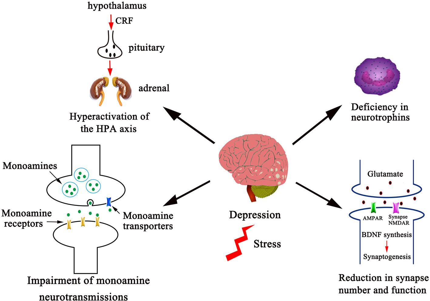 Neurobiological mechanisms of depression including HPA axis hyperactivation, monoamine impairment, neurotrophin deficiency, and synapse reduction