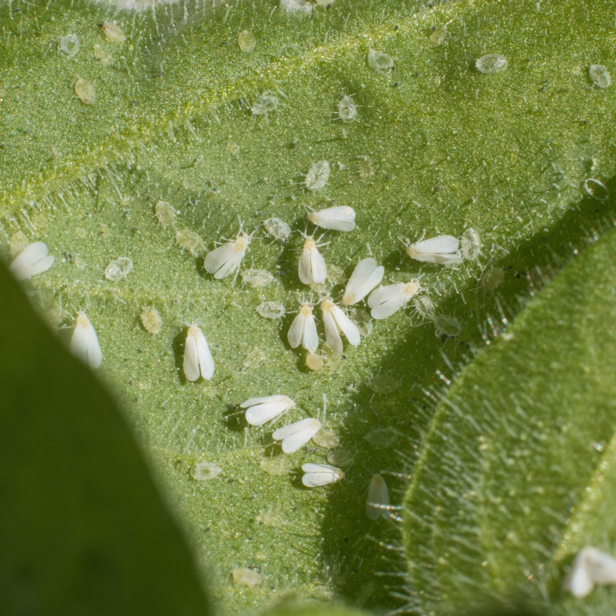 Whiteflies and aphids infesting tomato leaves, common pests that organic pesticides target to protect crop yields