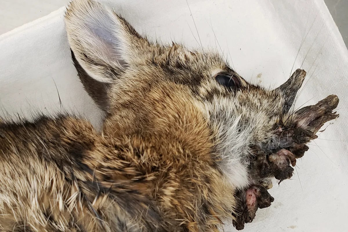 Cottontail rabbit in Colorado showing signs of severe facial viral infection, often associated with the 'zombie rabbit' phenomenon