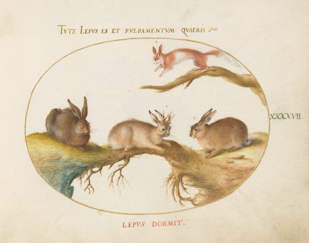 Vintage illustration featuring a jackalope, a mythical horned rabbit, among regular rabbits and a squirrel