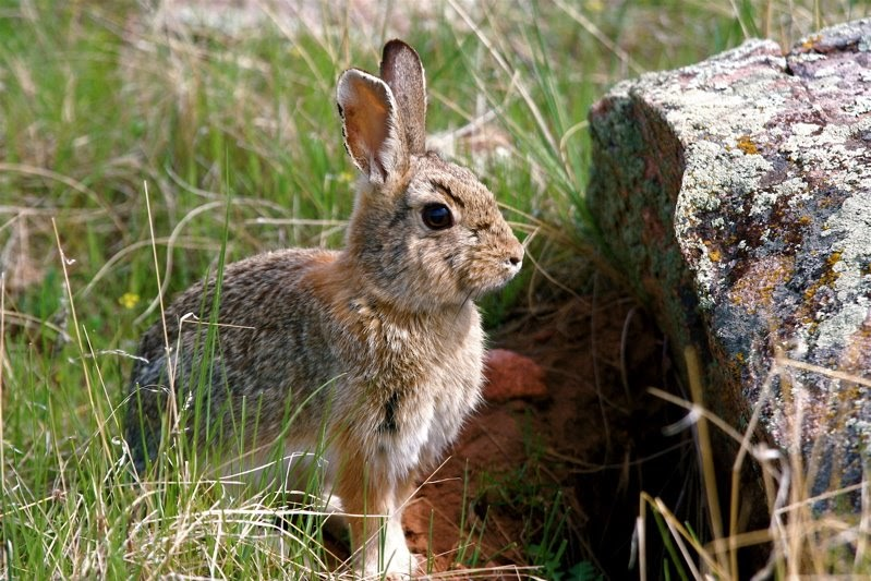 Healthy cottontail rabbit in natural Colorado habitat, showing normal appearance with no signs of disease