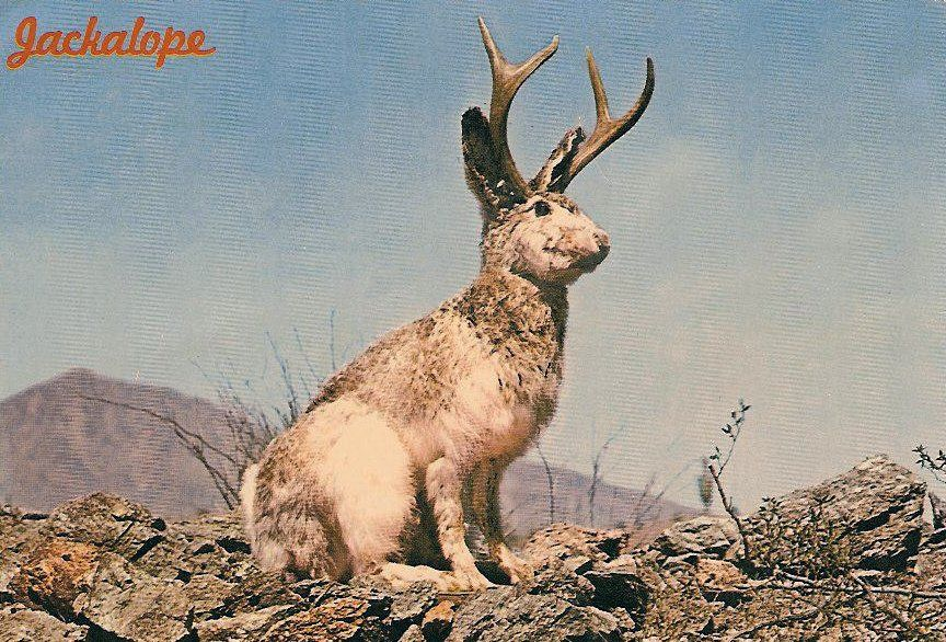 A jackalope, a mythical jackrabbit-like creature with antlers from North American folklore, shown on rocky terrain