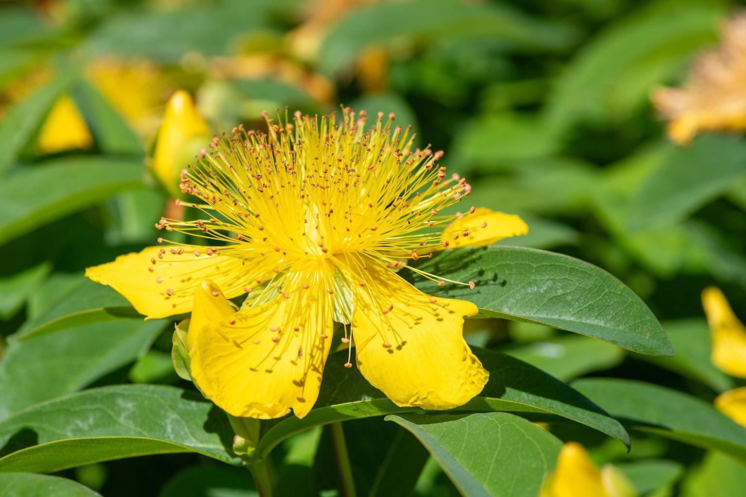 Close-up of a vibrant yellow Saint John's Wort flower, a popular medicinal herb used in Ukraine
