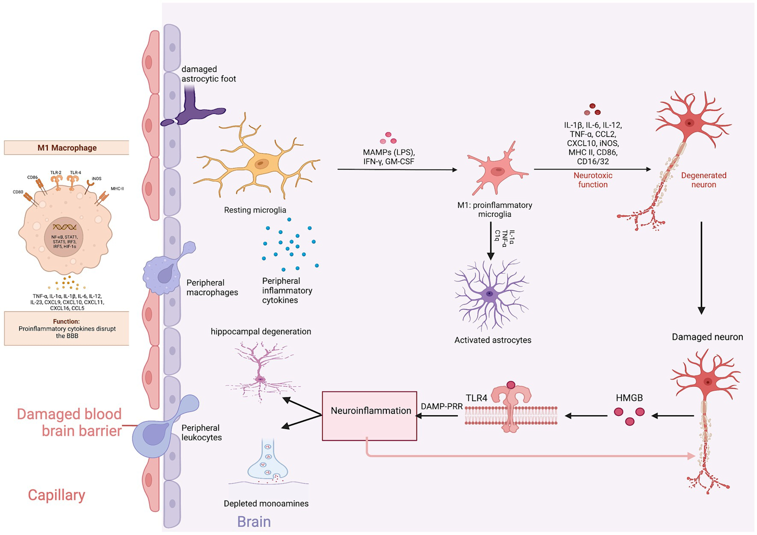 Diagram showing the cellular and molecular mechanisms of neuroinflammation and neuronal damage involving microglia, macrophages, cytokines, and astrocytes in the brain