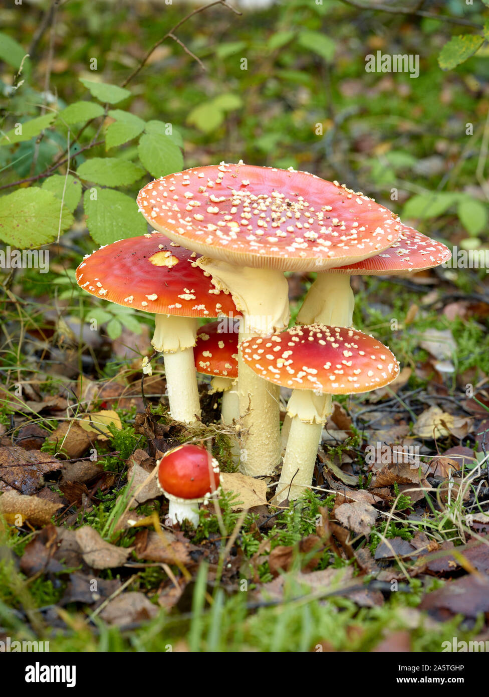A group of bright red Amanita muscaria fly agaric mushrooms growing in a natural forest environment with green moss and fallen leaves