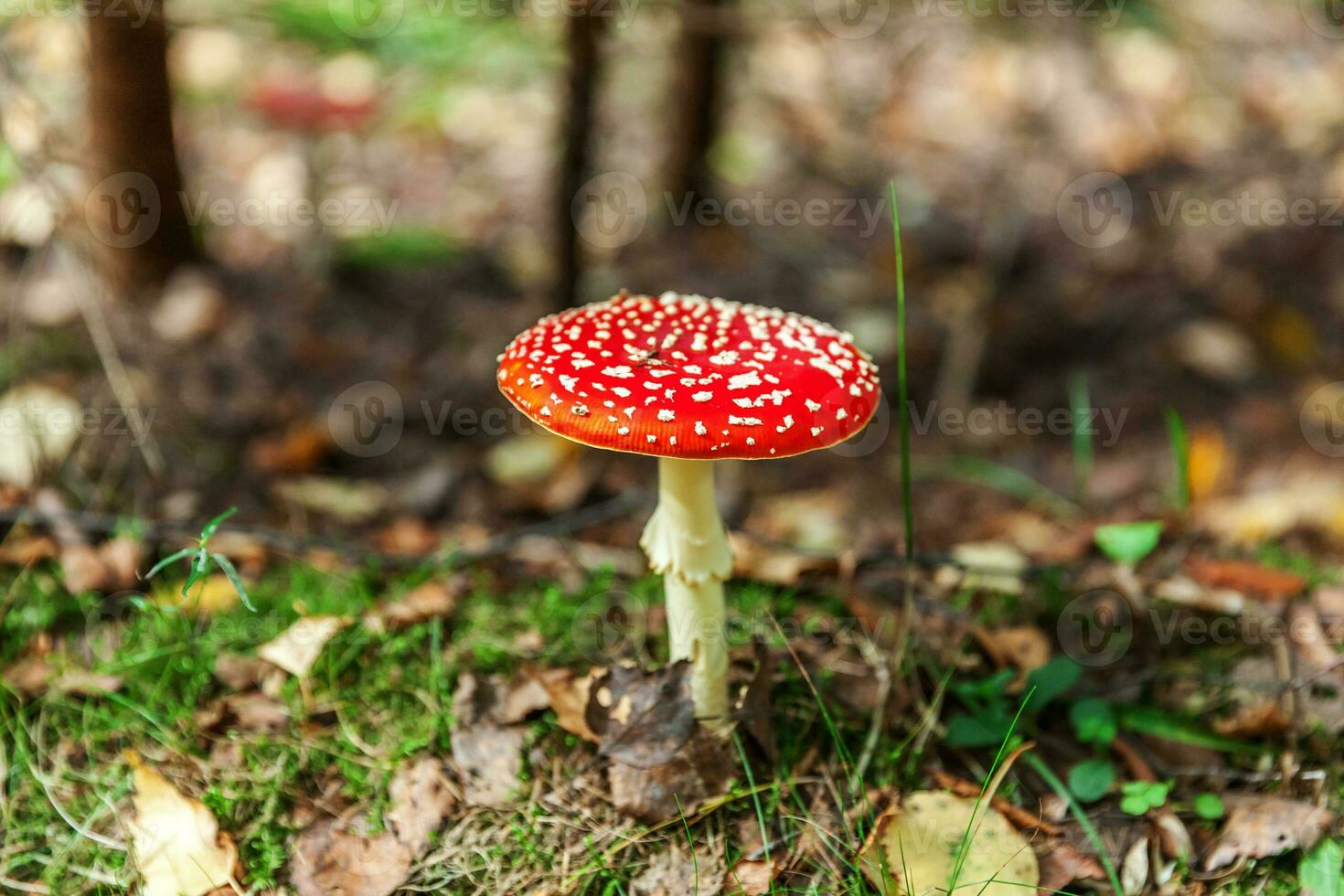 Realistic photo of Amanita muscaria fly agaric mushroom with a red spotted cap in a forest setting
