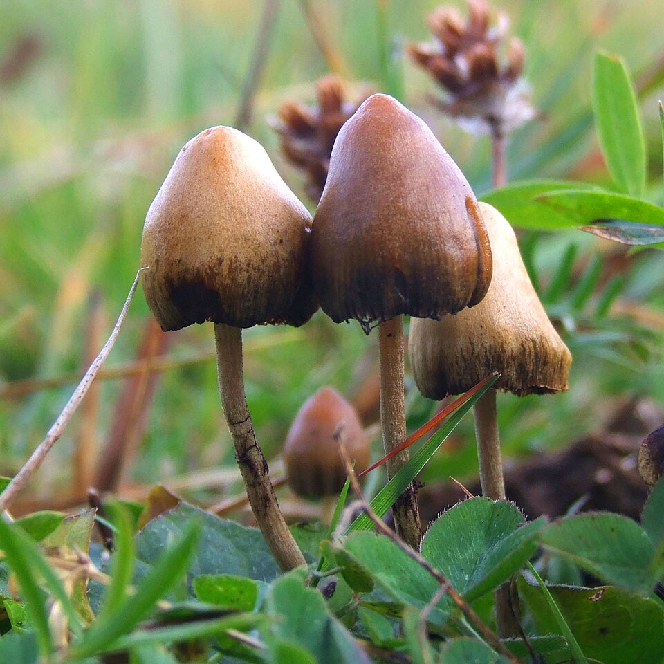 Close-up of psilocybin mushrooms growing naturally in grass