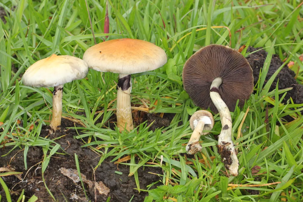 Psilocybin mushrooms in their natural grassy habitat showing caps and gills